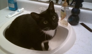 The Internet likes cats, right? If only I had a pet narwhal or pictures of bacon...